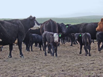group of cattle in a Wyoming pasture with two calves in front looking toward the camera. Most of the cattle are black and white; one on the far right is reddish brown.