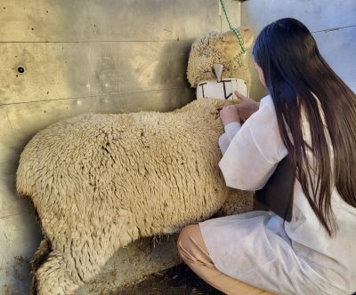 young woman wearing white lab coat squats in a barn with a dirt floor beside a sheep with a white collar, examining the wool on its neck.