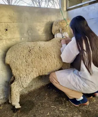 young woman wearing white lab coat squats in a barn with a dirt floor beside a sheep with a white collar, examining the wool on its neck.