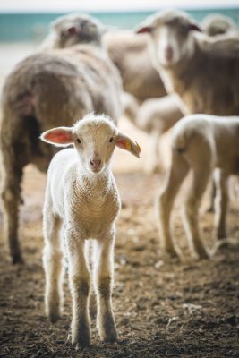 small white lamb with ear tag looks at the camera with other lambs and sheep blurred in the background
