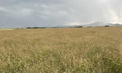 field of tall green grass with light tan seed heads under a dark sky. An irrigation system, buildings, and a few clumps of trees are visible on the horizon, which is bordered by dark indistinct mountains