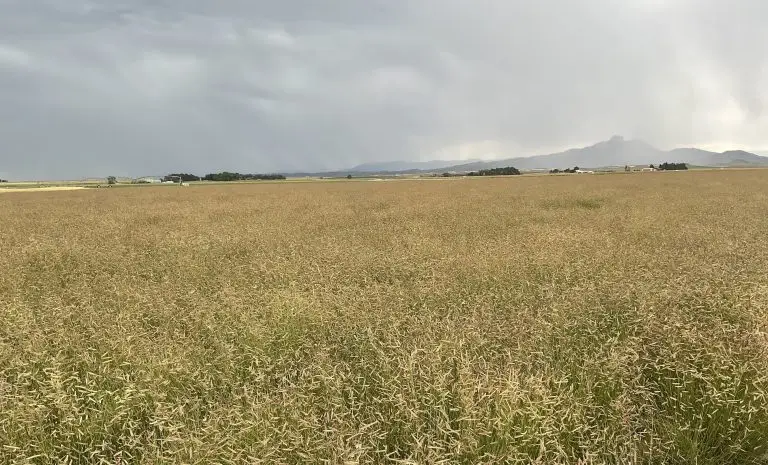field of tall green grass with light tan seed heads under a dark sky. An irrigation system, buildings, and a few clumps of trees are visible on the horizon, which is bordered by dark indistinct mountains