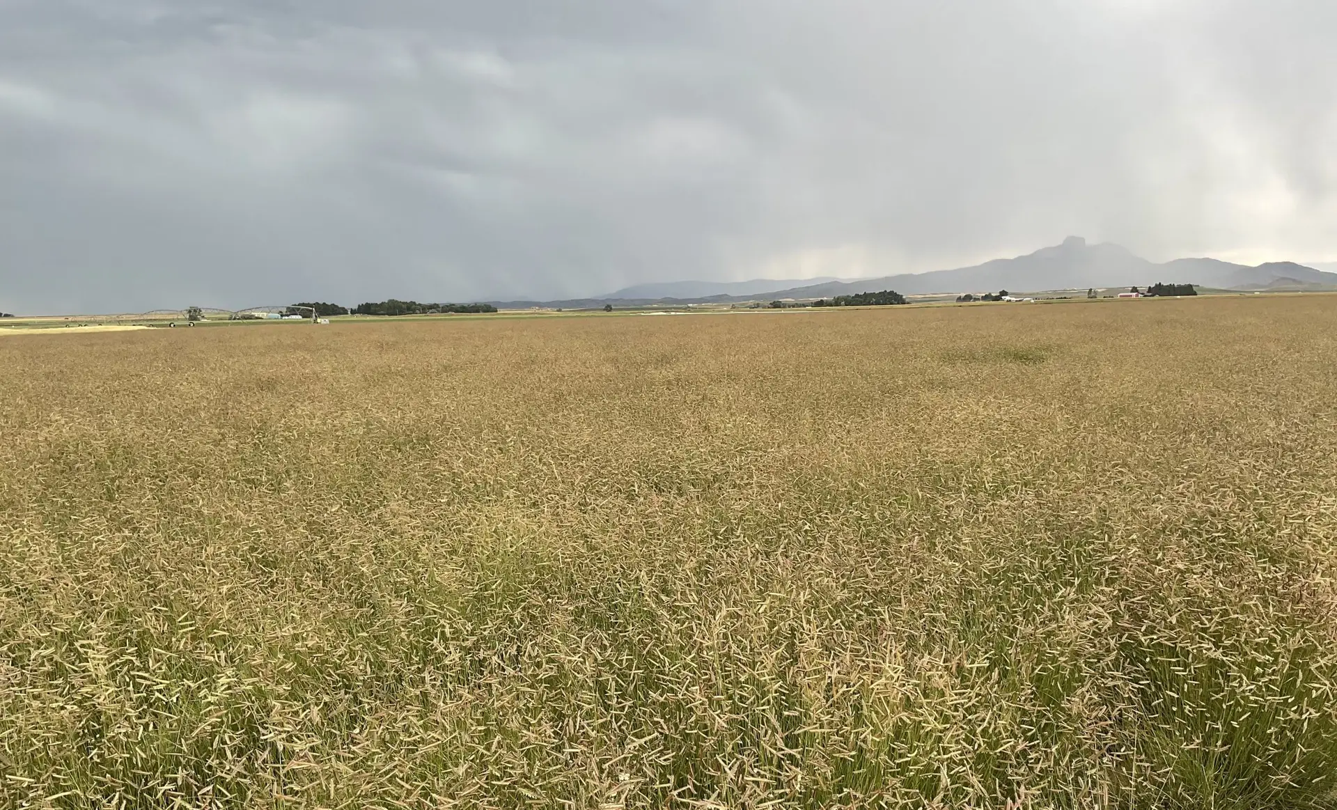field of tall green grass with light tan seed heads under a dark sky. An irrigation system, buildings, and a few clumps of trees are visible on the horizon, which is bordered by dark indistinct mountains