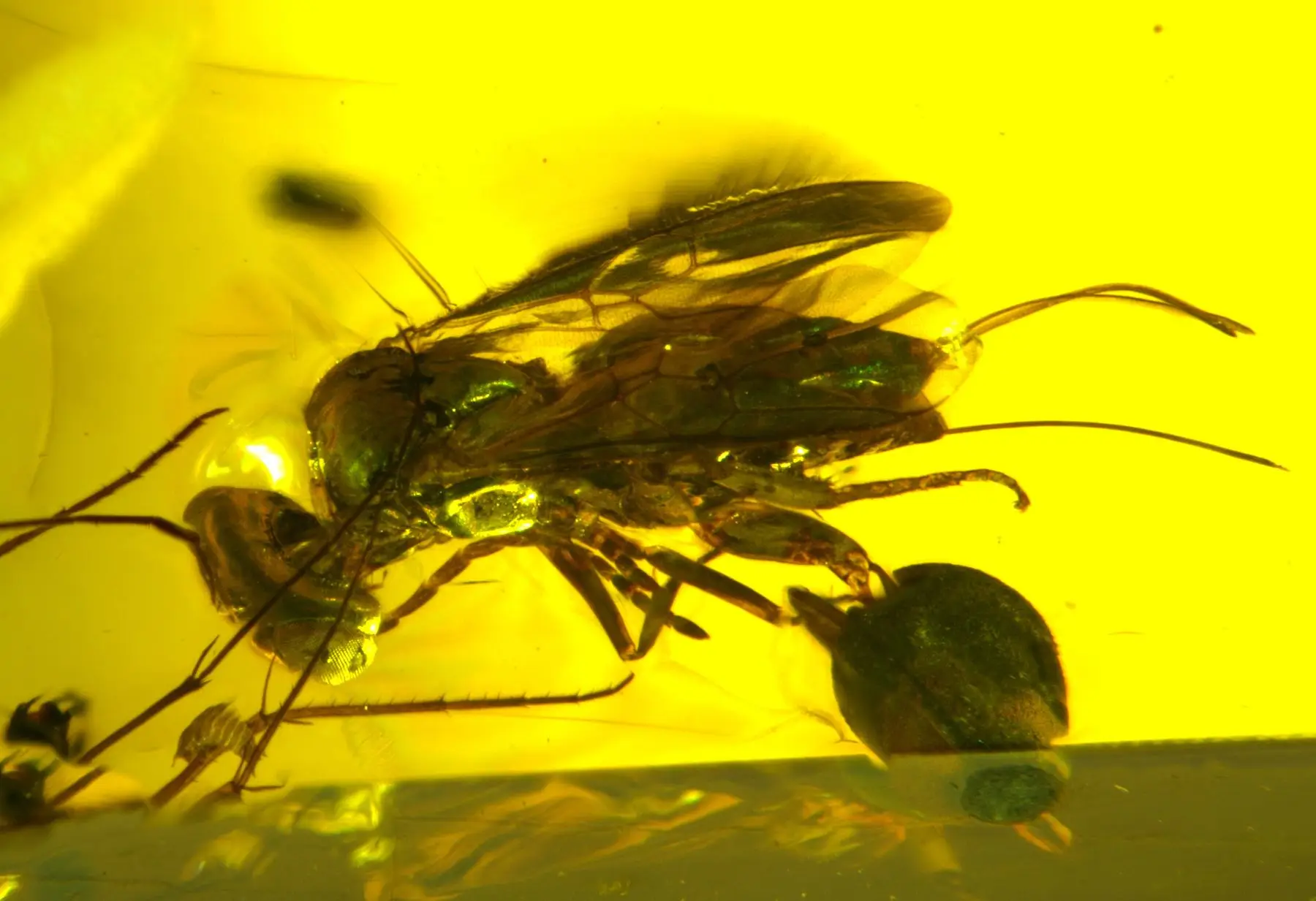 A wasp silhouetted against a bright yellow background.