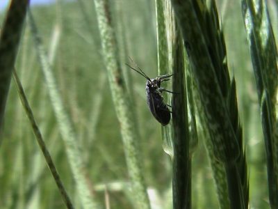 small black bug crawls up a stalk of green grass that is mottled with whitish blotches