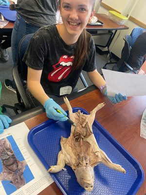 A girl wearing a band t-shirt with long brown hair dissects a fetal pig. 