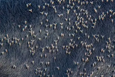A black cow hide covered evenly with many small flies.