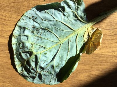 A large thick gray-green leaf that is turning yellow on one side covered with small insects. 
