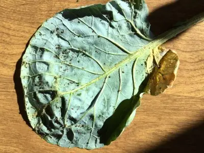 A large thick gray-green leaf that is turning yellow on one side covered with small insects.