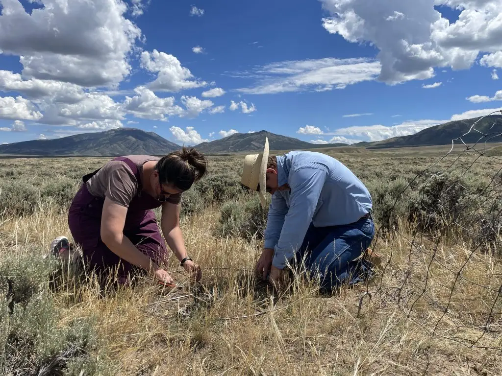 woman with brown hair wearing purple overalls and man wearing long-sleeved blue shirt, jeans, and cowboy hat kneel to clip vegetation samples in a metal hoop next to clumps of sagebrush with mountains on the horizon