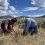 Not Just a Sagebrush Study: What You Can Learn from 37 Years of Data Collection