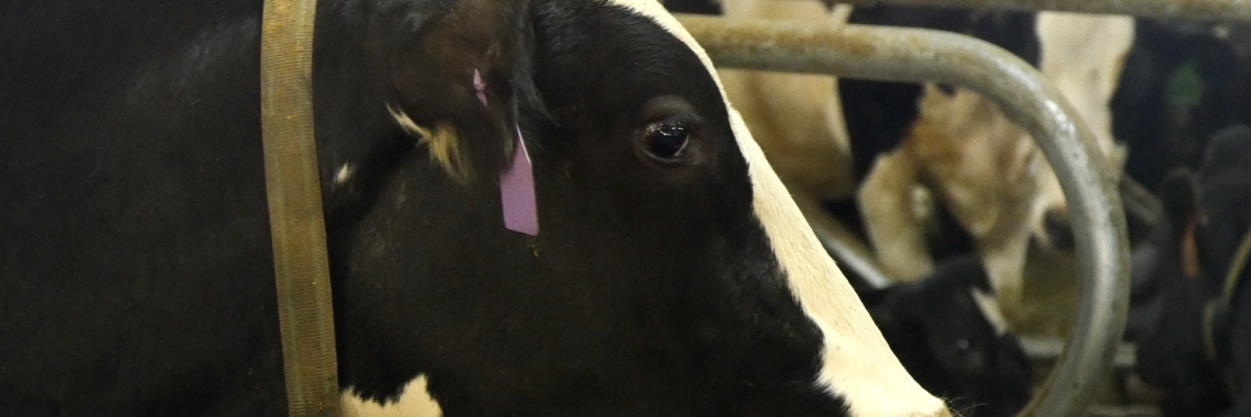 A black and white cow with purple ear tag in a barn.