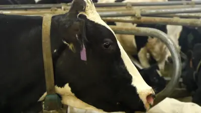 A black and white cow with purple ear tag in a barn.