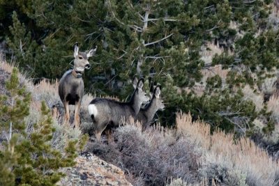 Three deer on a hill with sagebrush and pinetrees. The deer to the right has a collar, while the other two do not. They all seem about the same size and have gray-brown coloration.