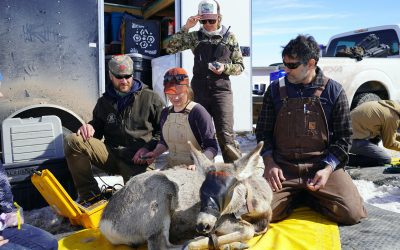 In the foreground, a deer has on a black leather cap that covers her eyes. In the background, four researchers in practical warm clothing kneel around the deer with tools. One researcher has her hand resting on the deer's back.