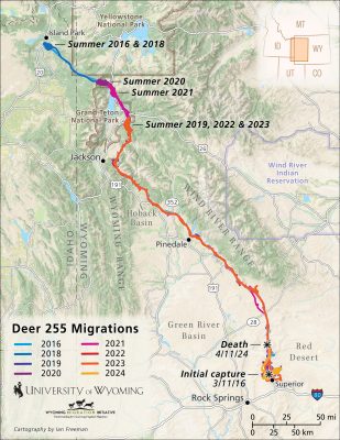 A map, mostly focused on western Wyoming’s border with Idaho. There is a key with different colors for deer 255’s migration in different years, from 2016 to 2024. There is a lot of overlap, and different colors are only really distinguishable at the end of the line. In summer 2016 and 2018, deer 255 spent the summer in Island Park, Idaho. Most other summers, she spent her time in Grand Teton National Parks, with minor variations in how far she traveled towards Idaho. Her initial capture and death dates are also marked. 