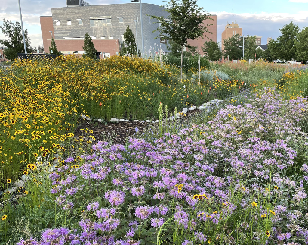 tall yellow and purple flowers behind a library building