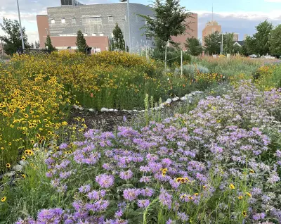 tall yellow and purple flowers behind a library building