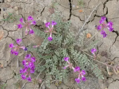 A flower with gray-blue fernlike leaves and purple flowers against dry cracked earth.