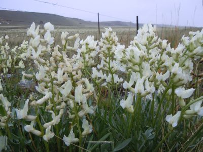 Bunches of white flowers with narrow long leaves and many white blooms going vertically.