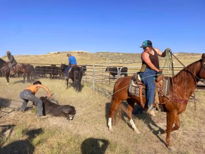 A young woman on horseback looks over her shoulder at a cow that she has roped the leg of. Another young woman has a collar around the downed cow's head. Two men on horseback look on. 