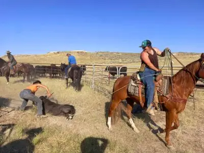 A young woman on horseback looks over her shoulder at a cow that she has roped the leg of. Another young woman has a collar around the downed cow's head. Two men on horseback look on.