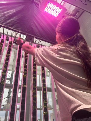 A girl with long straight brown hair is reaching out towards vertical metal frames that hold thin strips where small seedlings are anchored. The lighting is bright pink. 