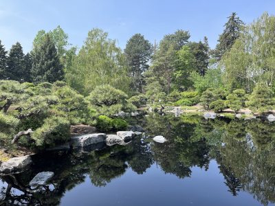 A pond surrounded by lush vegetation.