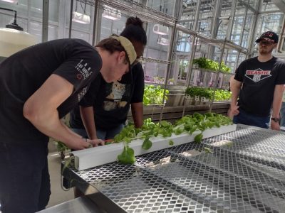 Three people bend over a row of bok choy planted in a white rectangular tube. On the far left, a young white man wearing a baseball cap with short brown hair. In the middle, a young black woman with curly black hair in a bun wearing a t-shirt with a cat on it. On the right, a young white man with glasses and a goatee wearing a baseball cap. 