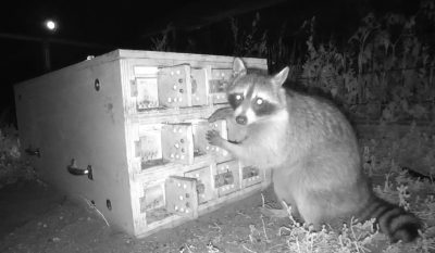 A black and white camera trap photo of a raccoon sticking its hands in one of the doors of a large box with many little doors. 