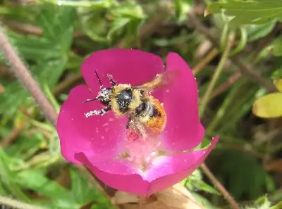bumble bee covered with tiny specks of pollen inside a pink poppymallow flower
