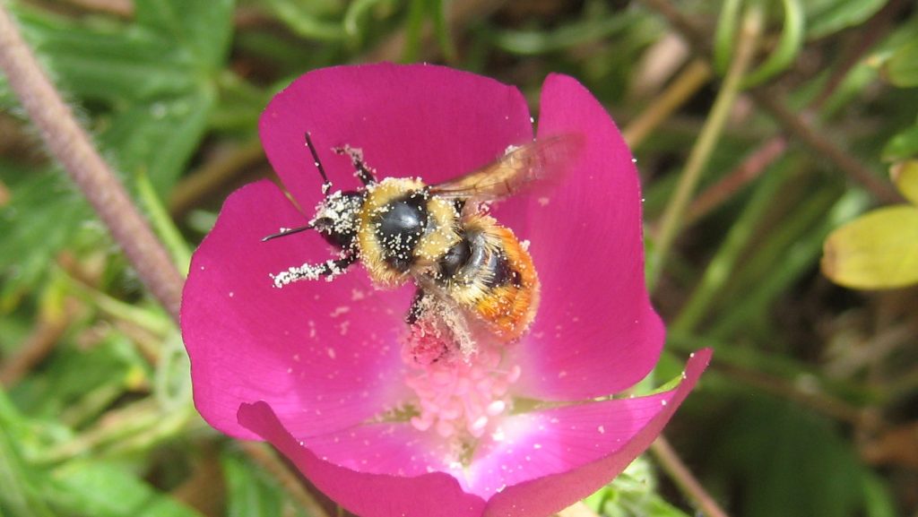 bumble bee covered with tiny specks of pollen inside a pink poppymallow flower