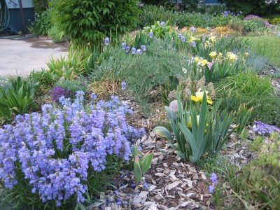 lush garden with colorful flowers, mostly purple with a few yellow and a few pink and orange