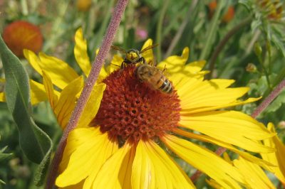 two bees gather nectar from a flower with a red center and yellow petals