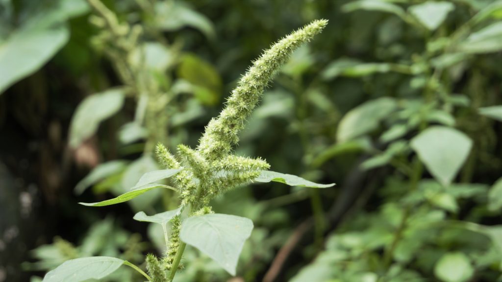 Palmer amaranth specimen, a green plant with long stalk and prickly flowered spike