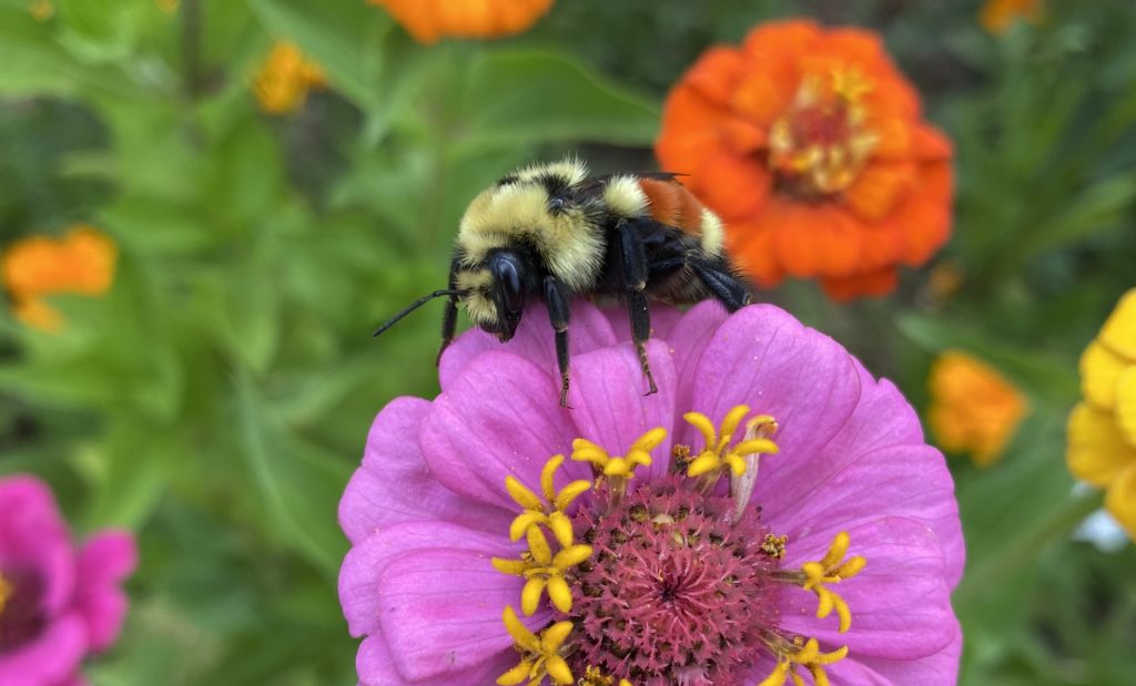 bumble bee perches on pink flower with yellow stamen. The green vegetation in the background is dotted with blurred reddish orange flowers