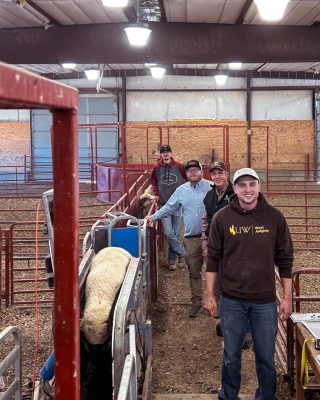 four men wearing baseball caps stand in a line, smiling for the camera next to red metal pens in a barn with sheep