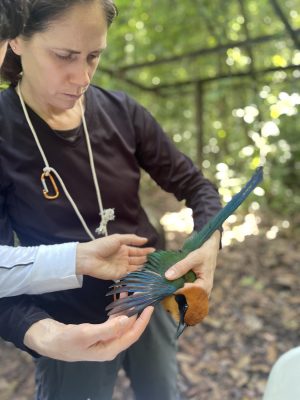 A woman showing someone else a large bird she is holding with wings outspread. The bird has a yellow head with black eye mask, blue wings, and a green body. 