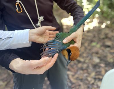 A woman showing someone else a large bird she is holding with wings outspread. The bird has a yellow head with black eye mask, blue wings, and a green body.