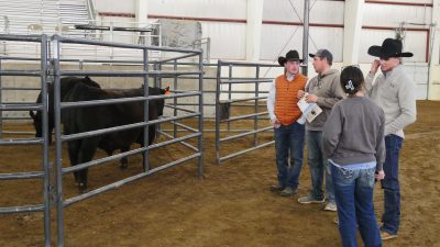 Four people in ranching clothes look at a black bull in a pen.