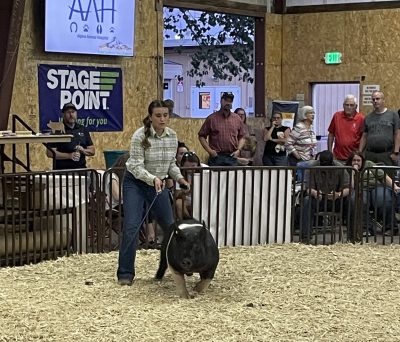 teenage girl with brown hair wearing plaid button-down and jeans uses a whip to guide a black and white pig around a pen filled with straw