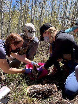 Four people in masks kneel around two fawns. One fawn is laying on a plastic sheet while two researchers touch it wearing plastic gloves. The other two researchers look on. 