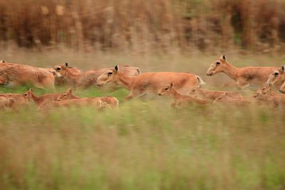 A herd of ungulates running through grassland. The saiga have bulbous nose bridges, very dark eyes, and short tan fur.