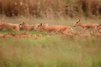 A herd of ungulates running through grassland. The saiga have bulbous nose bridges, very dark eyes, and short tan fur.