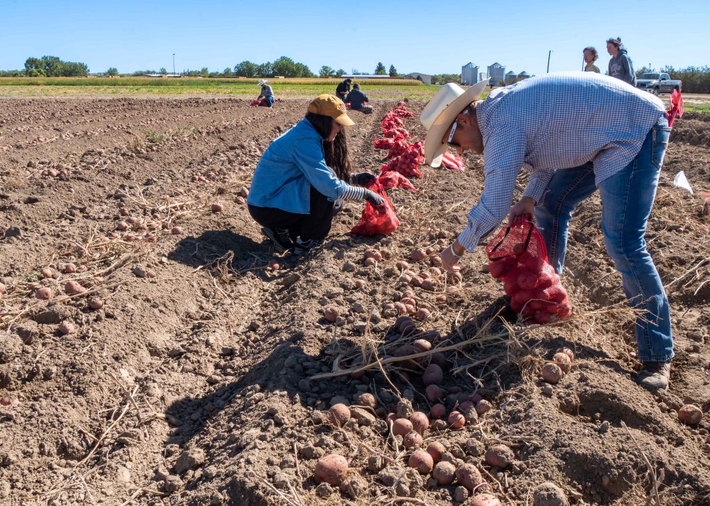 woman and man wearing long-sleeved shirts and hats bend over to pick red potatoes from a field, collecting them in red mesh bags. In the distance, other volunteers also pick potatoes.