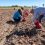 Annual Potato Harvest at UW R&E Center Boosts Food Security across Wyoming