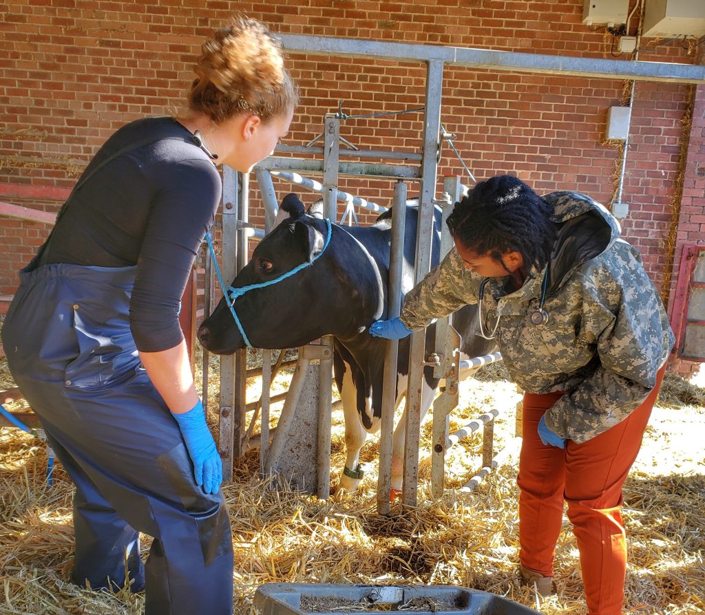 two women, one dressed in blue coveralls and the other in a camouflage jacket and orange pants, stand beside a cow in a metal holding structure