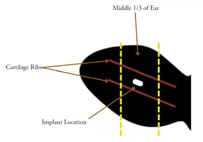A diagram of a cow ear. There are two parallel lines from the base of the ear to the tip of the ear which are about a third of the ear apart. These are labeled "cartilage ribs". The implant location is in the middle of the ear vertically and horizontally, between the cartilage ribs.