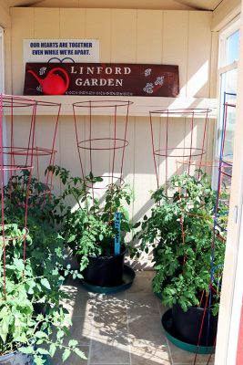 leafy green plants with red wire frames inside an enclosed growing space with sun coming in through the windows. On a shelf are two signs, one that says "Linford Garden" and the other "Our hearts are together even while we're apart." In front of the signs is a red watering can.