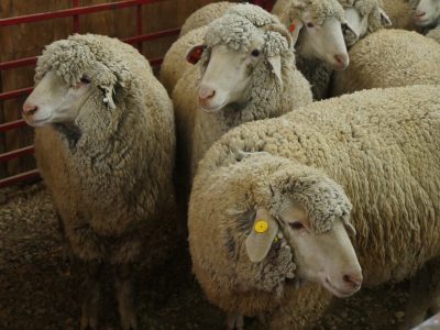 Several sheep in a pen